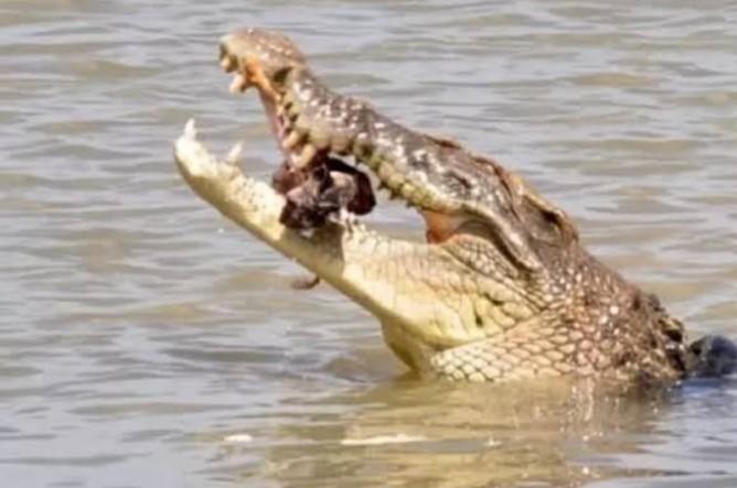 Pemancing di Rengat Diduga Diterkam Buaya